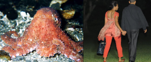 octopusmichelleobama