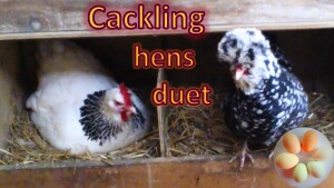 cackling hens